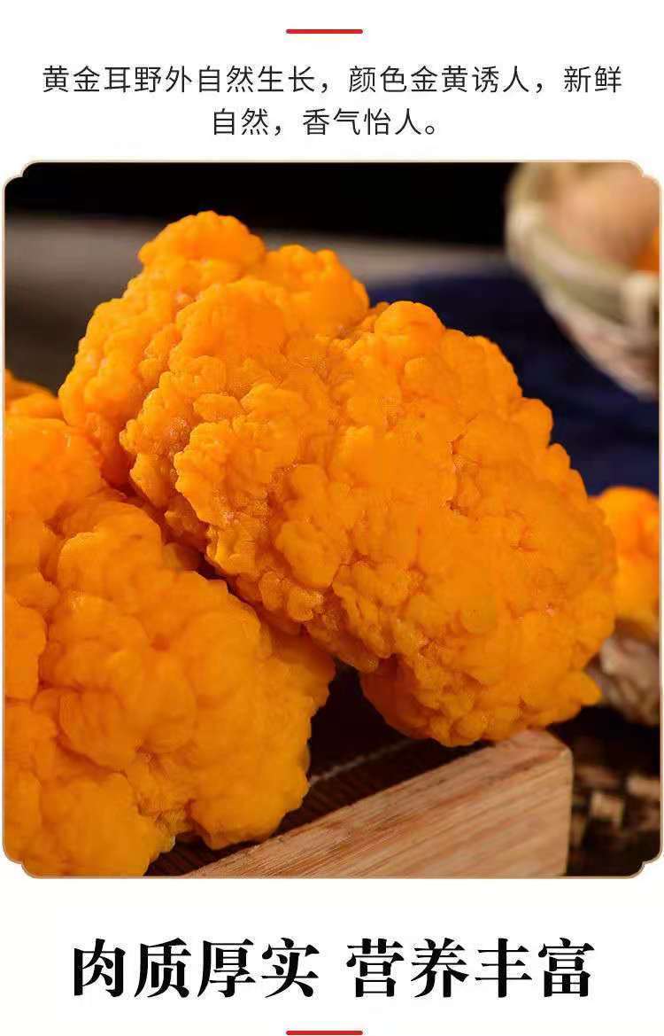 冷链直达云南新鲜野生菌金耳菌黄金耳金木耳胶质新鲜金耳菌胶质 1000