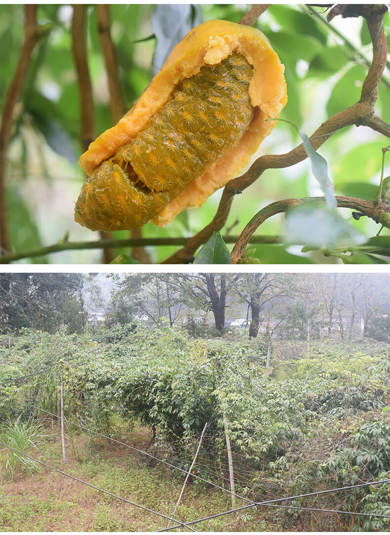 野果九月黄9九月瓜新鲜现摘拿藤果牛卵坨当季水果整箱 1斤 精选大果