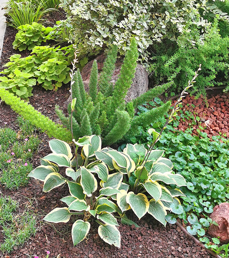 狐尾天门冬盆栽地栽窗台阳台庭院耐热观叶植物四季常青多年生好养易活