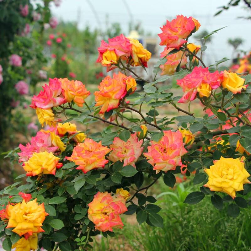 牵挂 藤本月季花苗藤彩虹 浓香阳台多花攀援蔷薇盆栽微型爬墙 藤彩虹