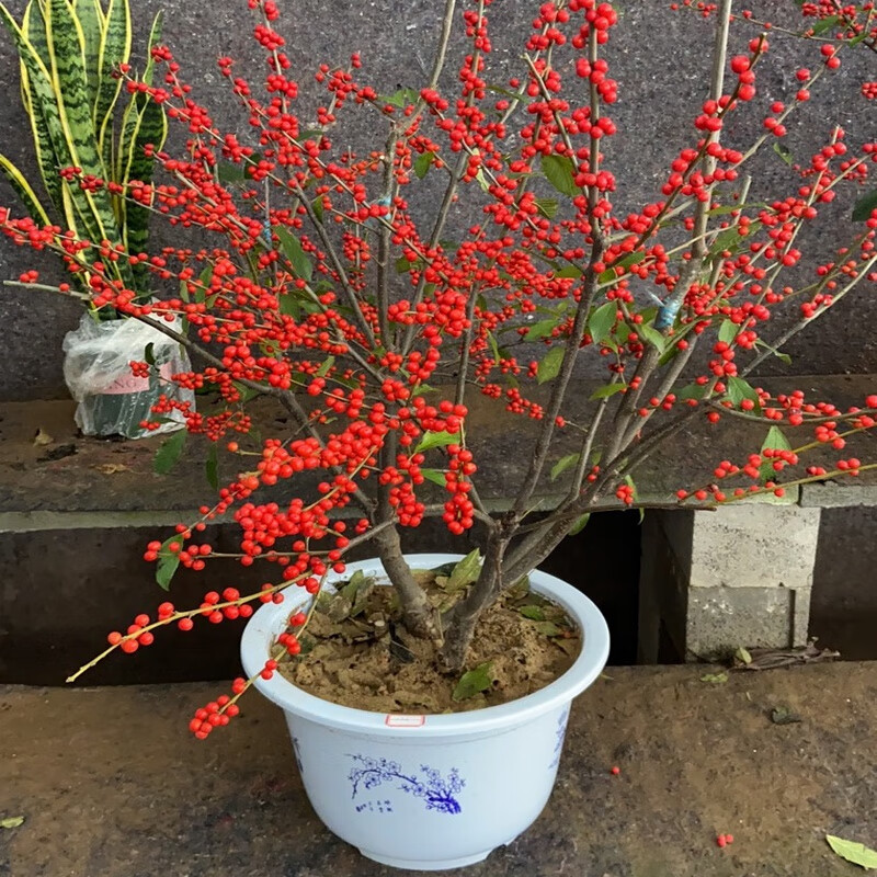 畷园北美冬青盆栽花苗冬红果年宵喜庆花卉盆景耐寒带红果植物可鲜切花
