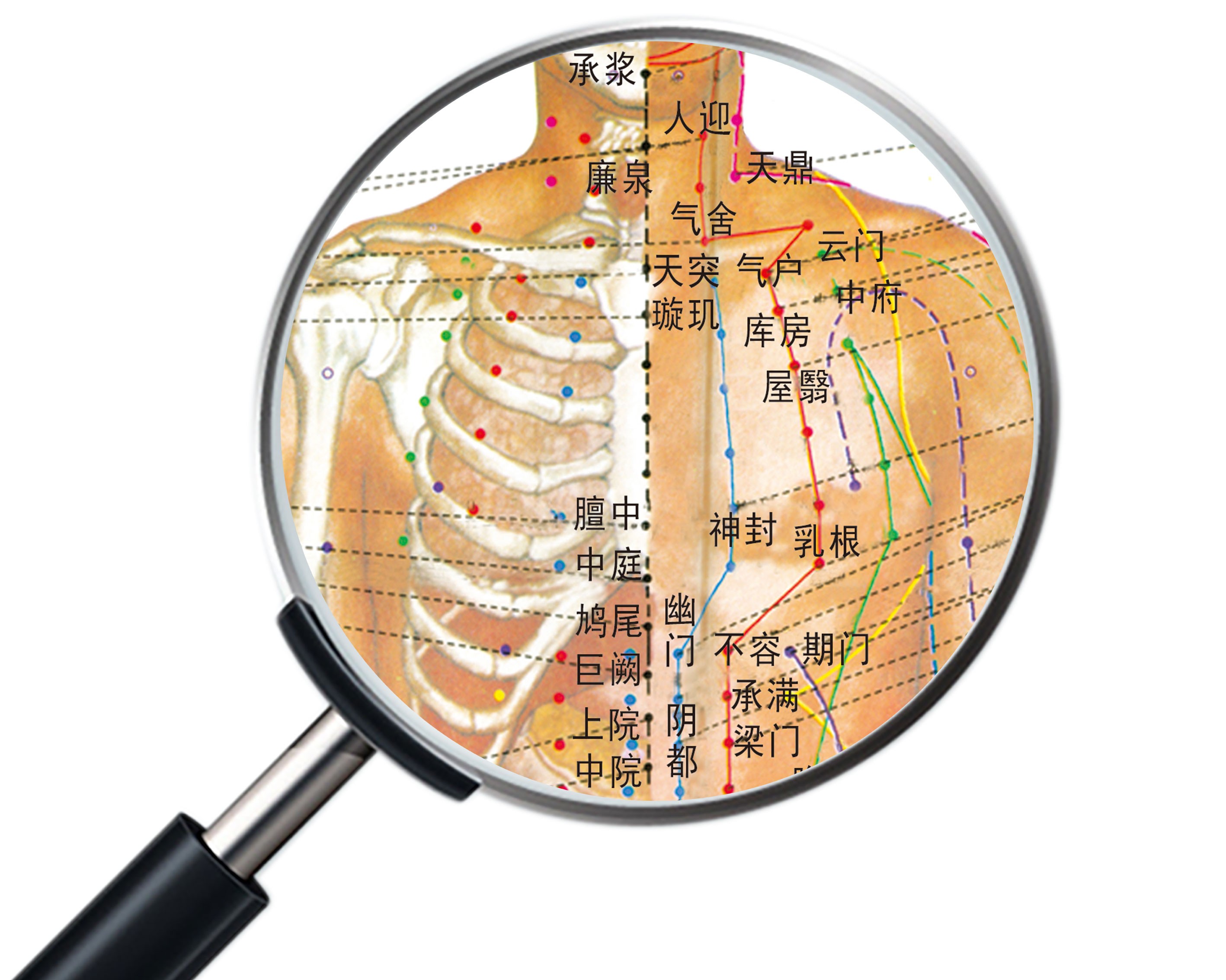 新品中医养生人体经络穴位图大挂图全身高清推拿按摩针灸海报001绿色