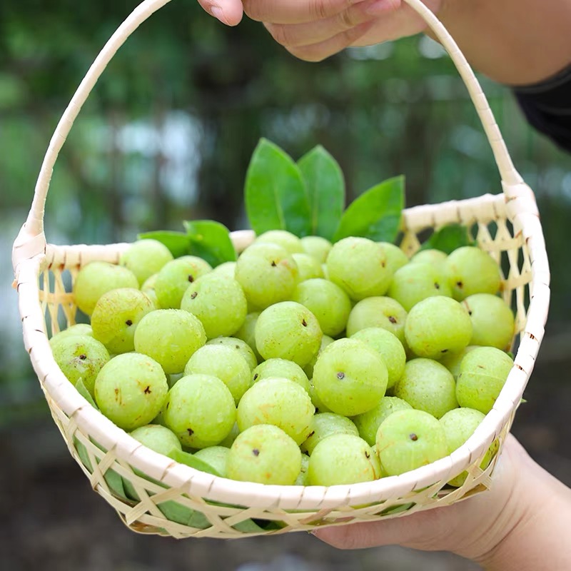 媚调广西余甘果现货油甘果1斤现摘新鲜牛甘子橄榄当季酸水果整箱