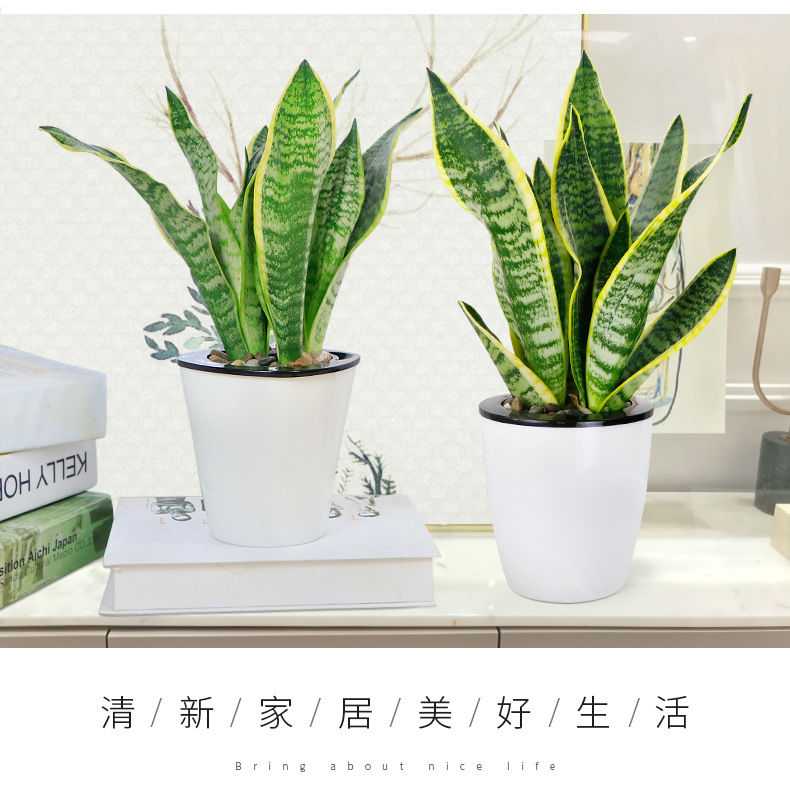 精选直发虎皮兰盆栽室内绿植花卉四季常青办公桌吸植物虎尾兰黑白大盆