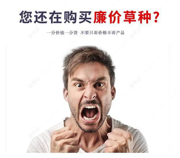 宽叶草四季青庭院绿化草籽 进口白三叶1斤【四季常青】【图片 价格