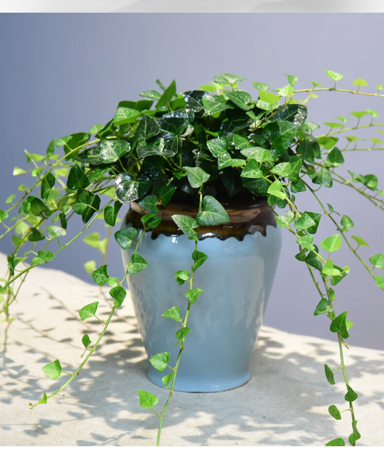 心叶常春藤盆栽常室内办公客厅四季常青绿植好养易活青藤植物盆景