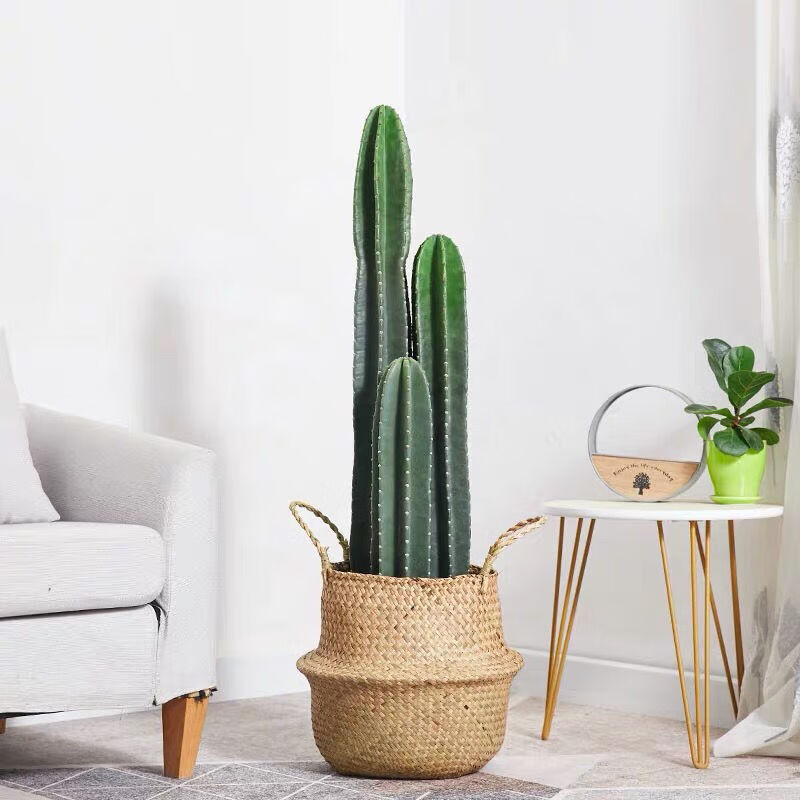 量天尺仙人掌仙人柱多肉盆栽植物网红北欧风中大型客厅办室内朵芮蜜