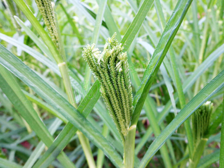 广西特产新鲜陈粟米粟粉龙爪粟鸭脚粟拳头粟粄狗尾粟䅟粑五谷杂粮3斤