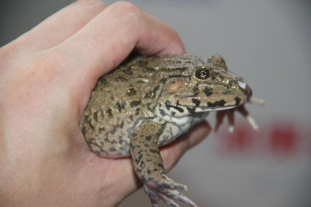 江西特产石蛙肉活体山泉水养殖刺胸蛙肉山鸡肉石鸡肉山蚂拐食味缘去头