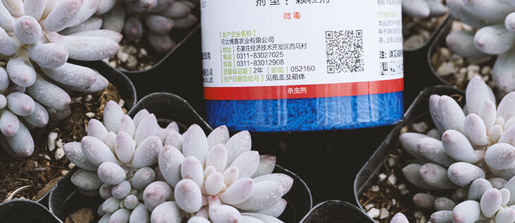 小白药3呋虫胺内吸式多肉蚧壳虫防虫药花卉小黑飞通用杀虫剂50g