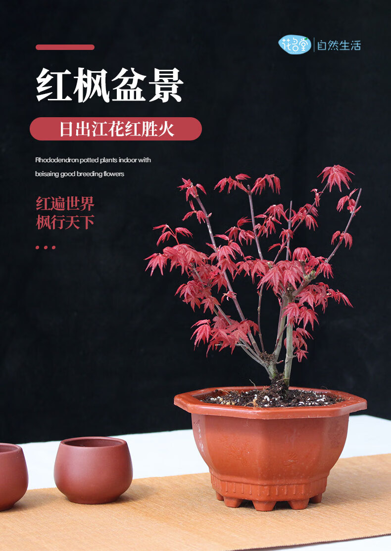 日本红枫树红舞姬盆景小盆栽矮霸老桩观叶植物树苗四季红客厅室内红枫