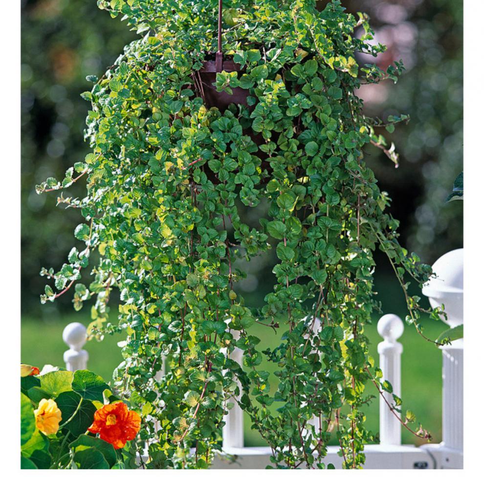 薄荷室内阳台可食用薄荷叶易养驱蚊吸甲醛绿植盆栽苗越南薄荷带盆栽好