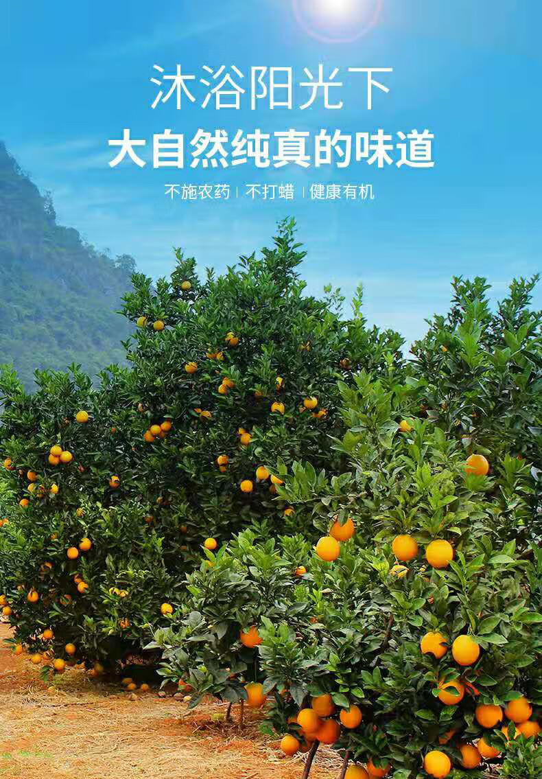 正宗四川大凉山雷波脐橙 特级5斤装橙子纯甜爆汁孕妇新鲜水果 5斤 特