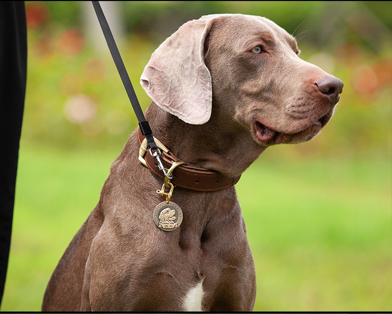 定制狗狗牛皮项圈定制刻字狗牌脖圈中型大型小型犬金毛泰迪宠物防丢牌