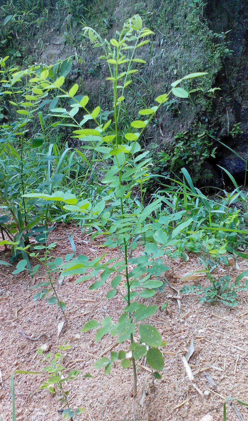 湖南国槐树苗行道工程绿化苗木速生槐树苗槐米树豆槐细叶槐苗高度30