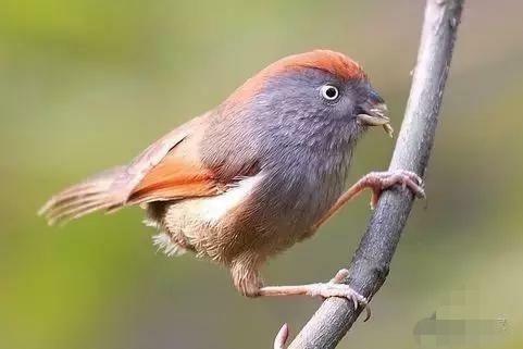 大性王黄豆鸟王鸟食饲料黄腾斗鸟料黄豆崽手工料提性壮膘增色健骨色黑