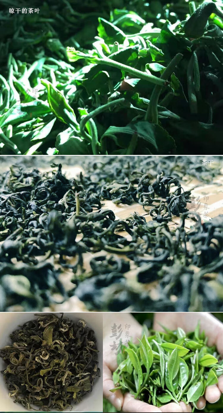 绿茶2021新茶广东紫金蝉茶高山云雾特级客家嫩芽茶叶清香型散装茗老汉