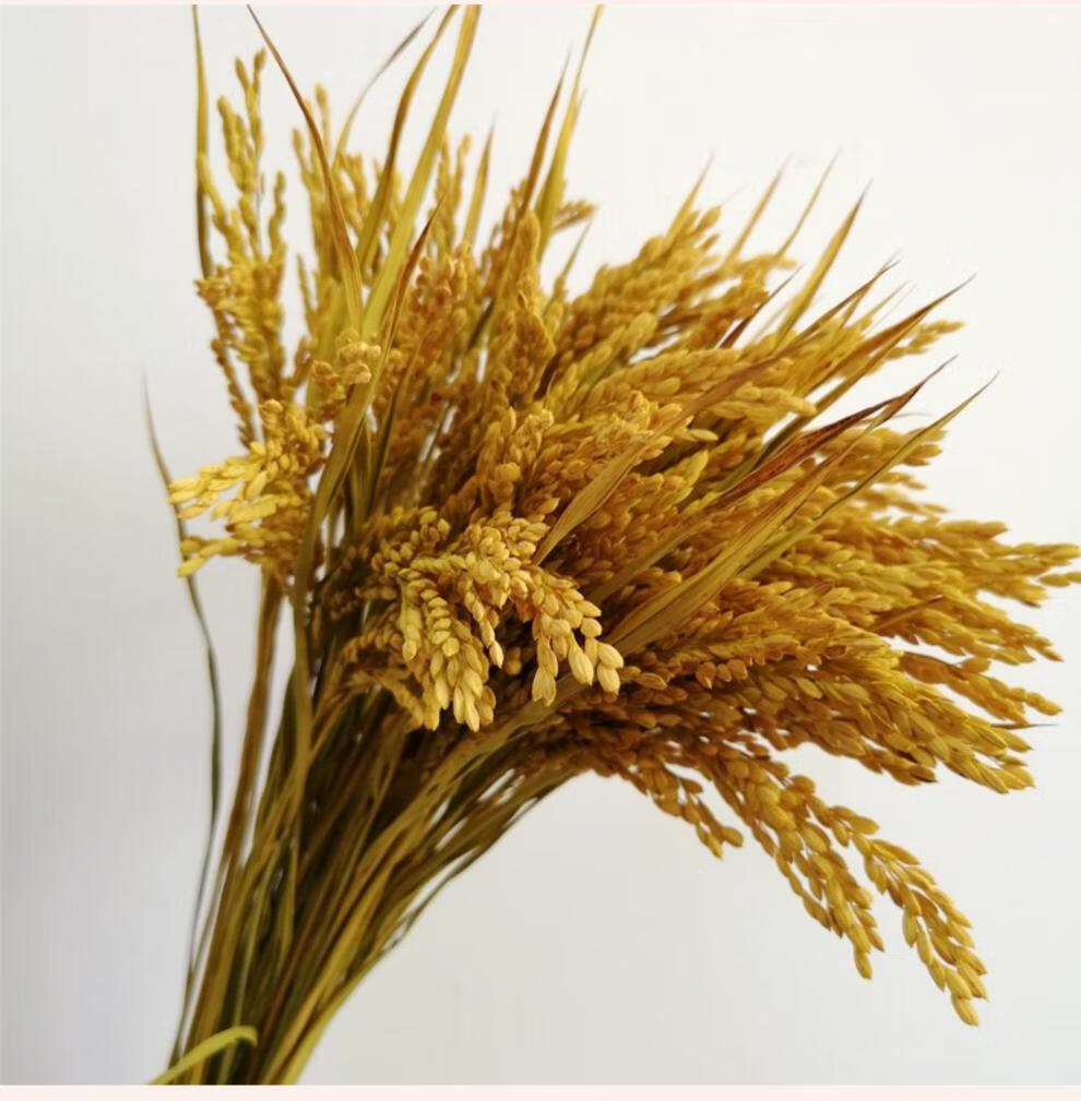 【精选好货】干稻穗稻谷 天然稻穗稻谷干花花束农家乐装饰会展拍摄
