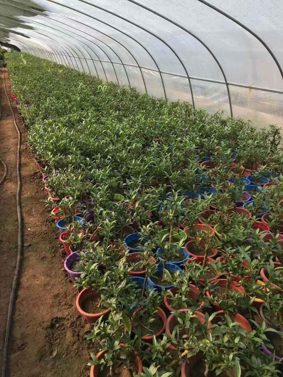 亲们放心种植方法:亲们收到夜来香 直接种土里面浇透水放没有阳光的