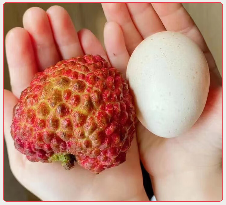 超甜现货海南荔枝王新鲜超大果火山口荔枝王生鲜水果5斤22年现摘荔枝