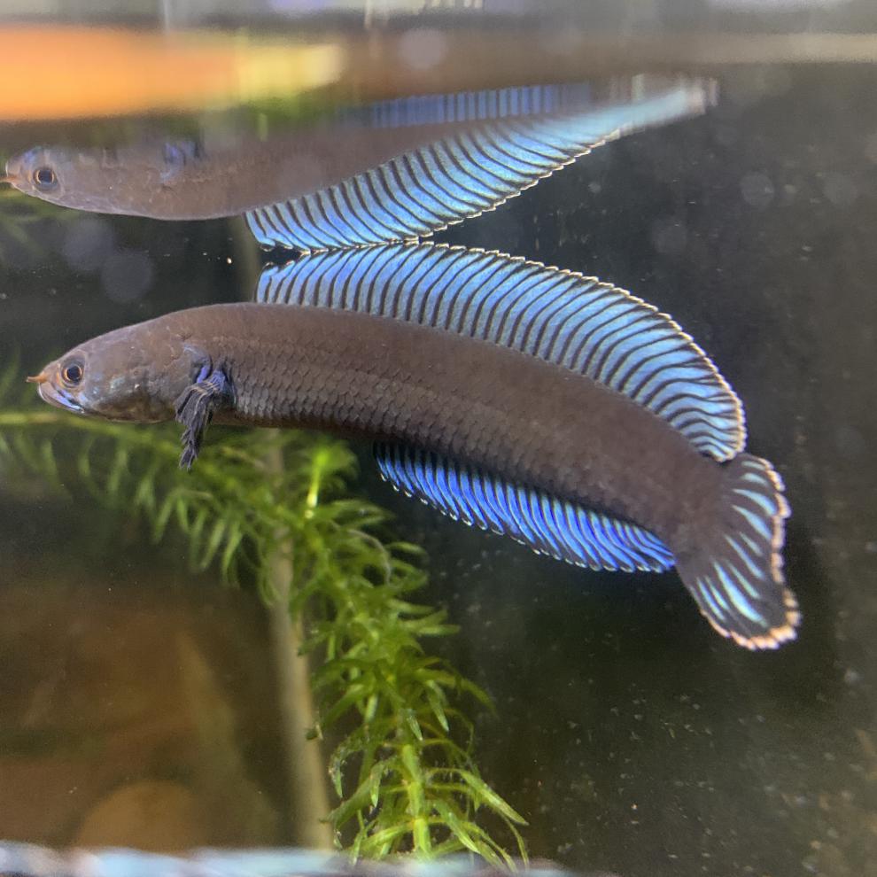 族萃活体阿萨姆蓝帆奶茶雷龙鱼蓝宝石七彩雷龙巴卡幼苗子中小型观赏鱼