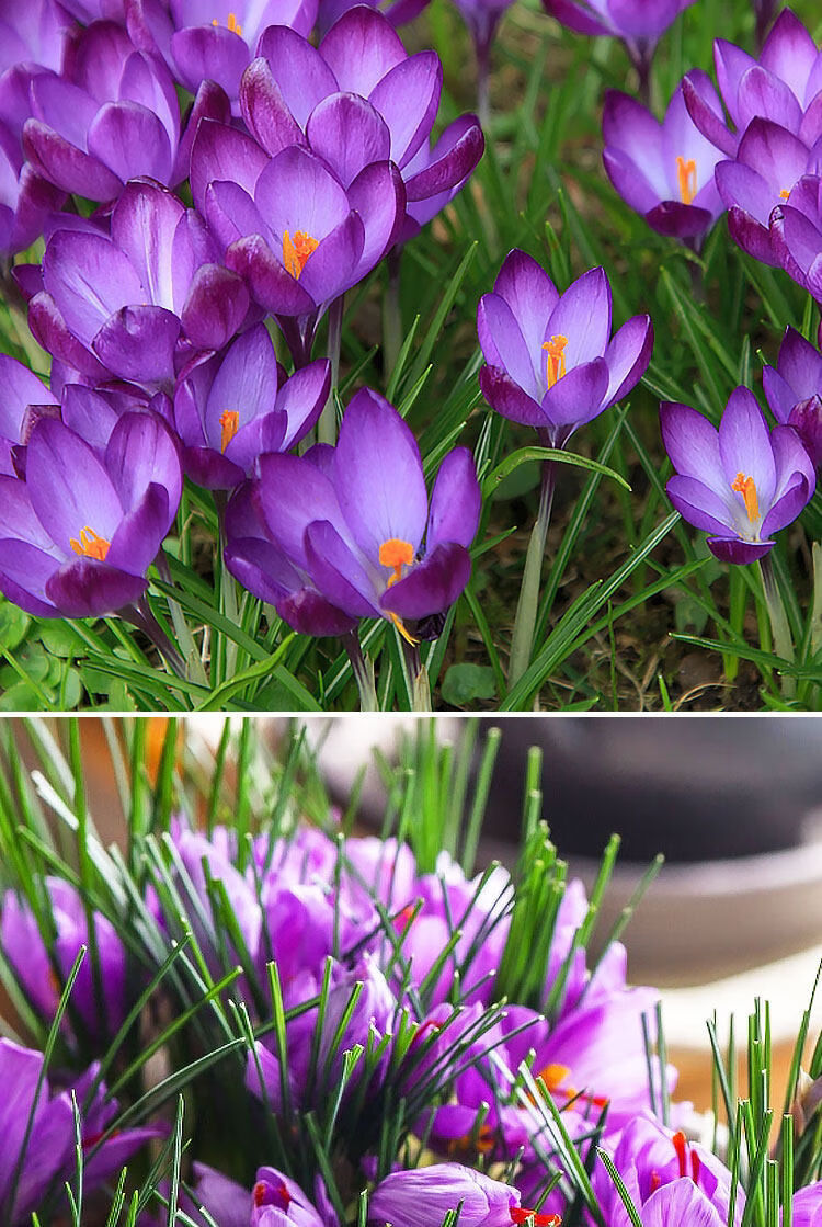 藏红花种球食用耐寒水培花卉四季种子球根植物盆栽番红花种球混色包
