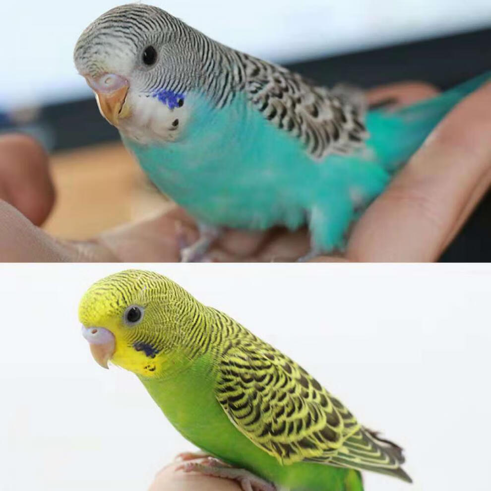 虎皮鹦鹉宠物活物云斑活体大型小鸟活宠物玄凤幼鸟鹦鹉活鸟鸟活物