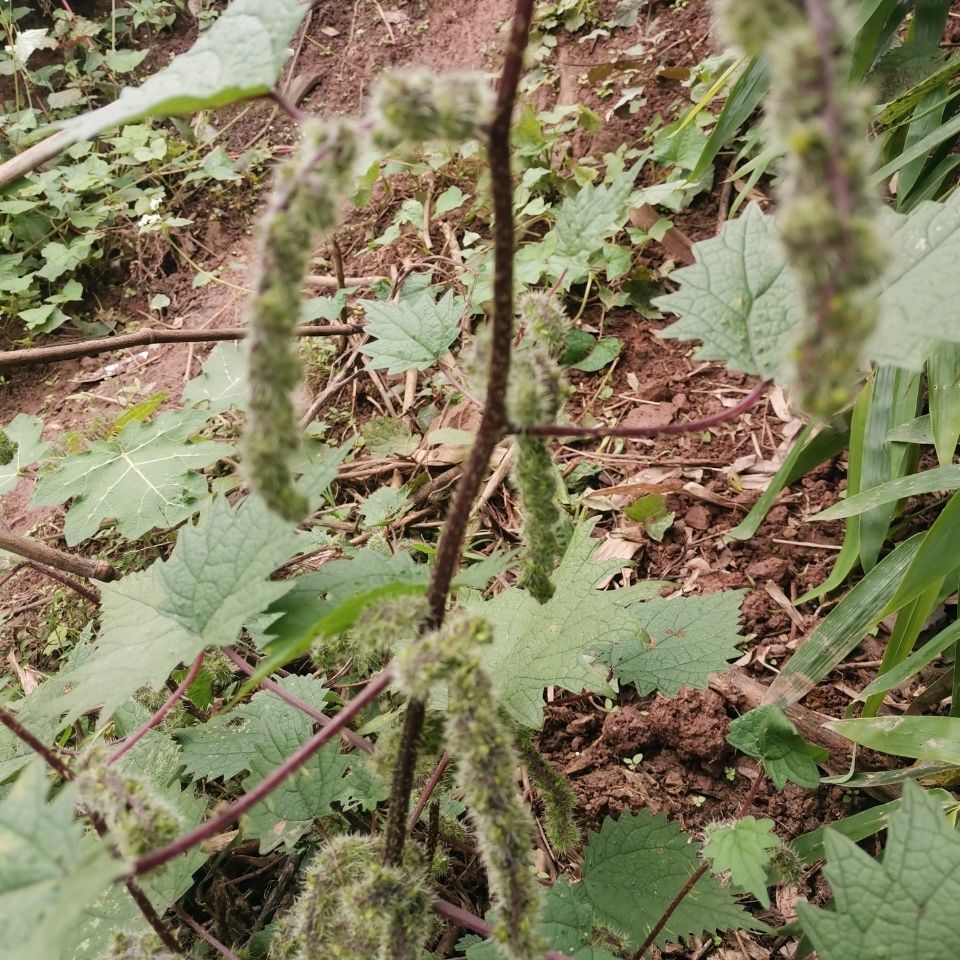 新鲜野生红杆荨麻草四川红活麻红霍麻草咬人草红豁麻绿杆荨麻草 干货