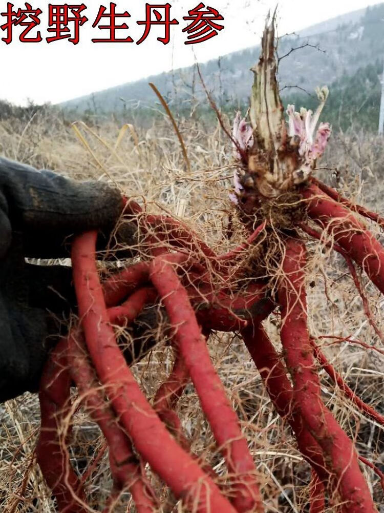现挖新鲜丹参整棵中药材紫丹参 血参根 丹参1斤装 3斤鲜丹参【图片