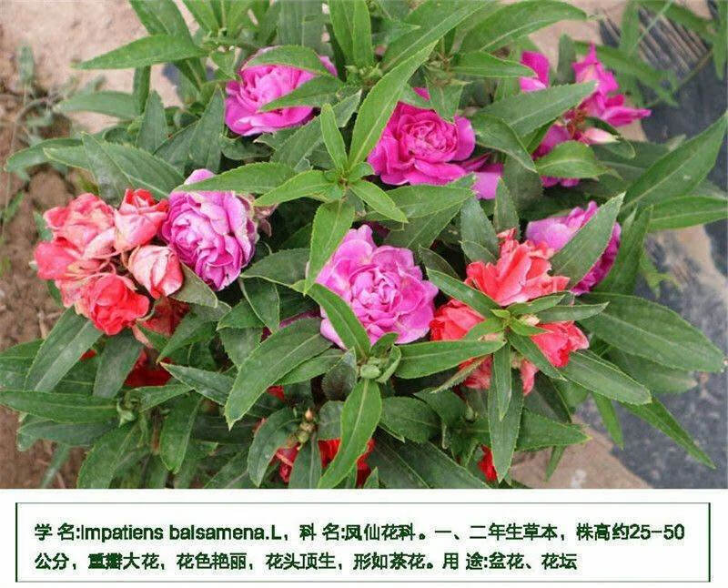 驅蛇花種鳳仙花種子陽臺花卉四季播鳳仙花籽指甲花種子驅蛇花卉籽10包