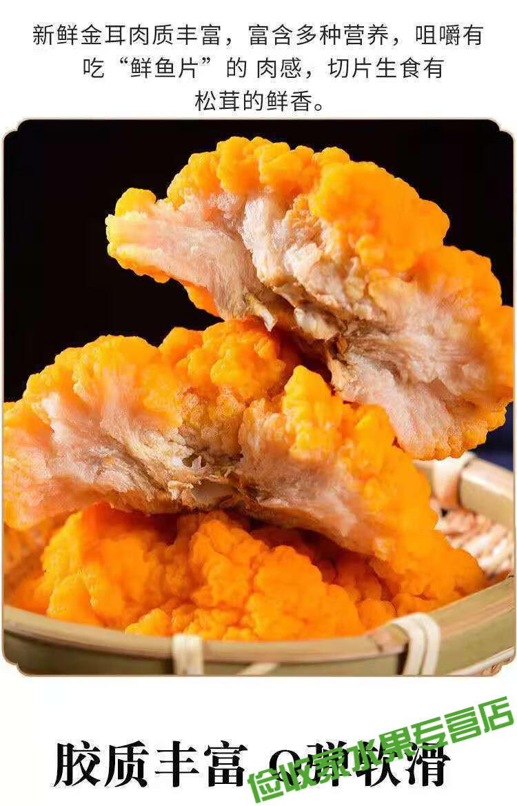 冷链直达云南新鲜野s生菌金耳菌黄金耳金木耳胶质新鲜金耳菌胶质500克