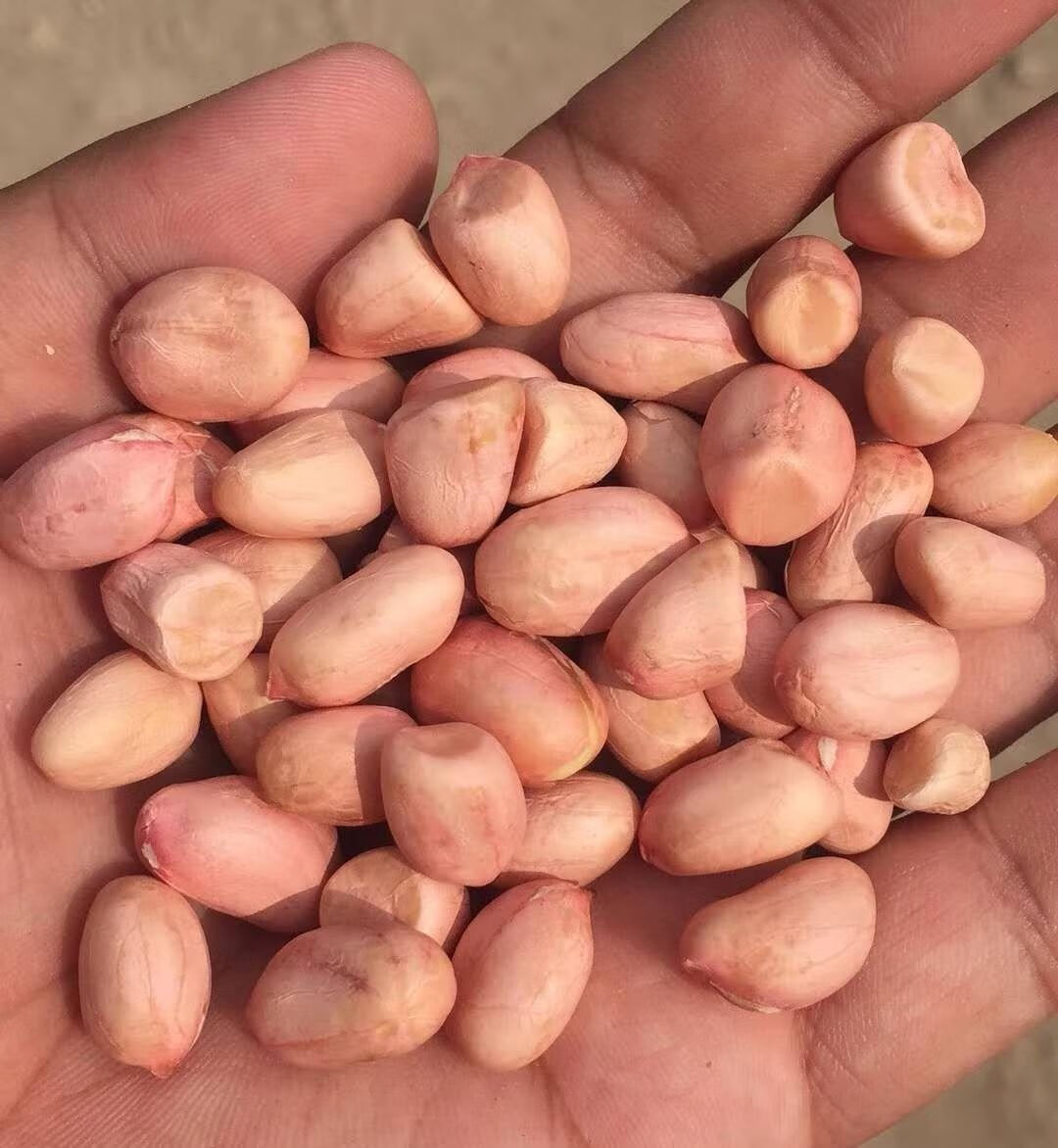 白沙花生米农家自产无农可以直接食用小颗粒白沙花生米二斤