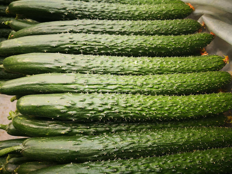 黄瓜带刺农家自种新鲜青瓜蔬菜绿瓤生吃清脆可口4斤弯瓜精选带箱354斤