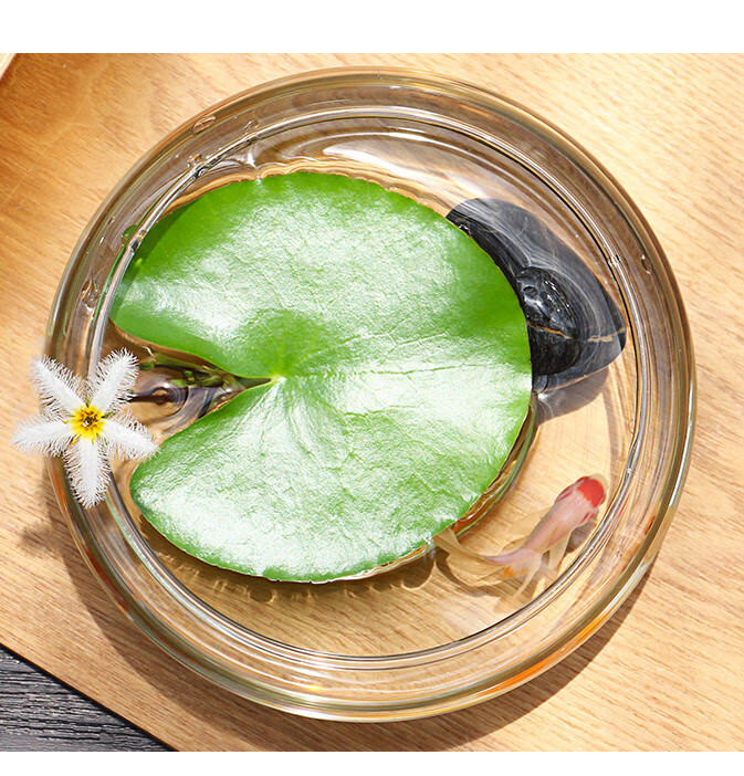 一叶碗莲一叶莲水培植物一片莲种子睡莲室内水养水莲四季浮萍 精选6-9