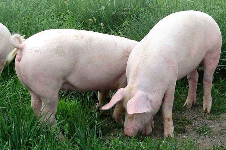 猪肝新鲜生猪肝农家当天现杀土猪下水生鲜猪肝 富铭士