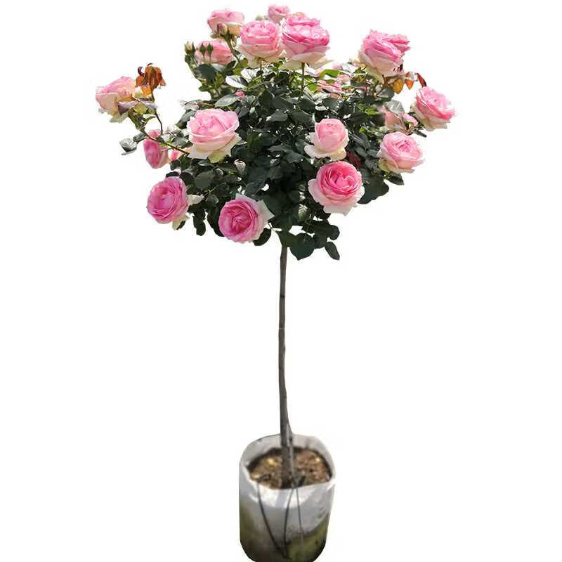 树状月季树形树桩月季花苗植物品种月季大花月季嫁接月季花5公分庭院