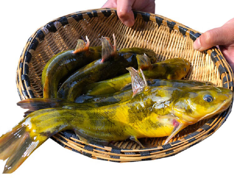 嘎牙子鱼黄颡鱼东北天然淡水鱼鱼鲜活速冻新鲜食用昂刺鱼杂鱼大号3斤