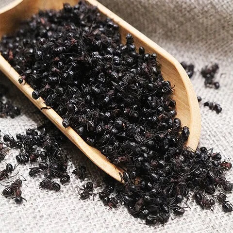 同仁堂黑蚂蚁干大黑蚂蚁泡酒自制养生酒可磨蚂蚁粉500g中药材店铺