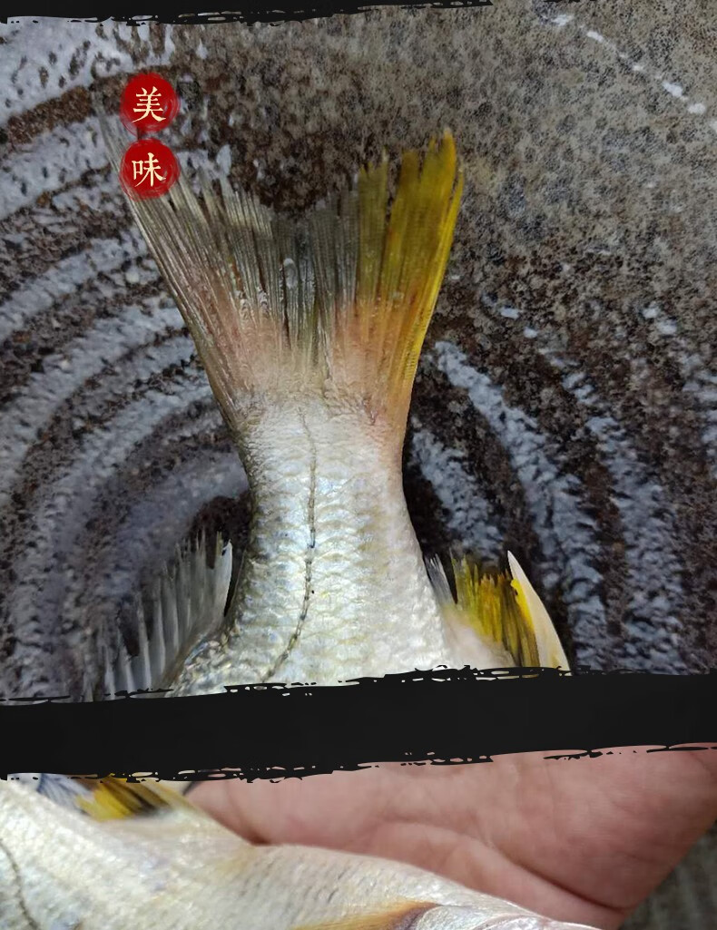 黄翅鱼500g鲜冻黄鲷鱼野生海捕黄雕鱼鱼类dd愚港冰鲜水产海鲜1斤23条