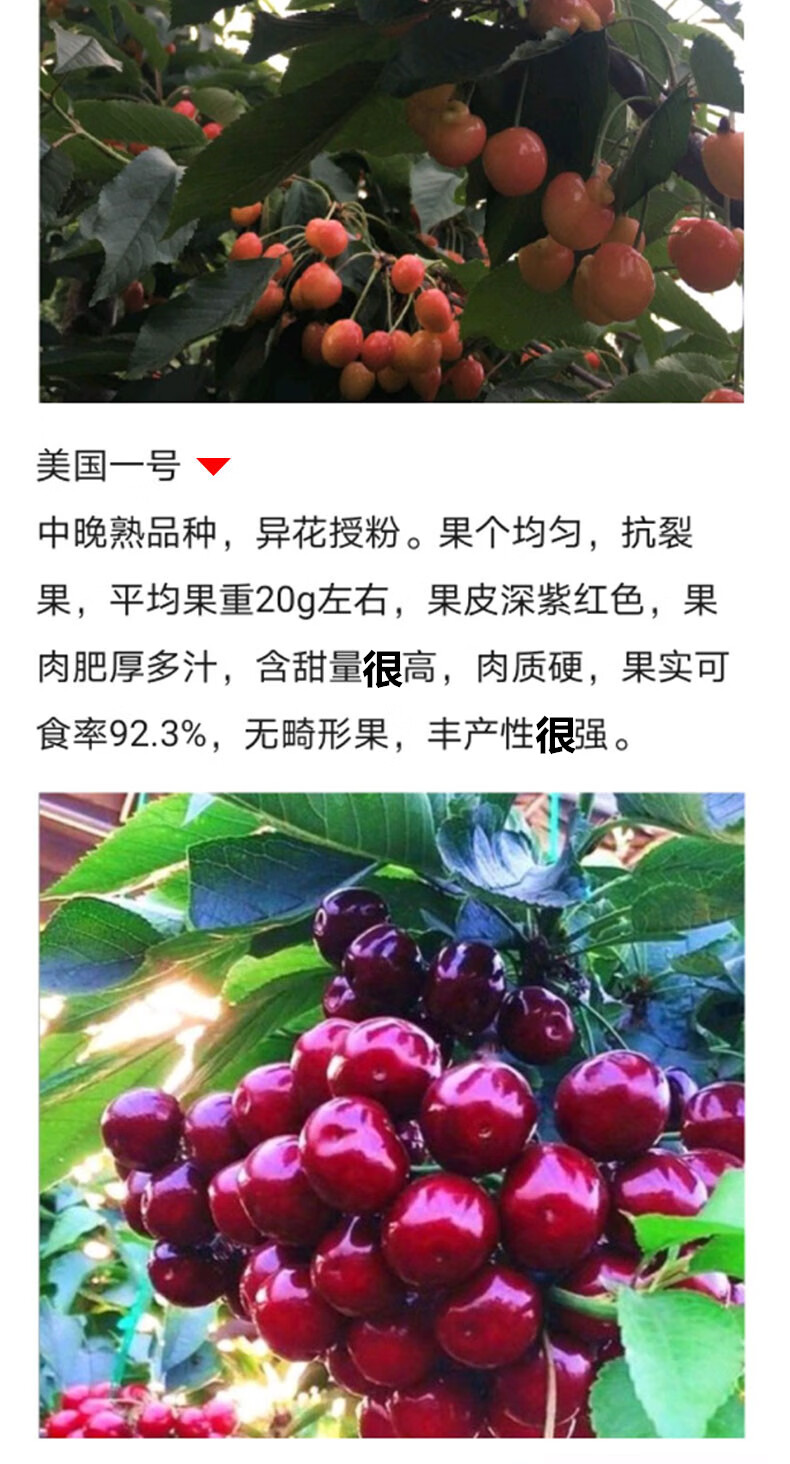 樱桃苗 盆栽地栽樱桃树苗 樱桃树苖矮化大樱桃苗嫁接苗南方北方种植