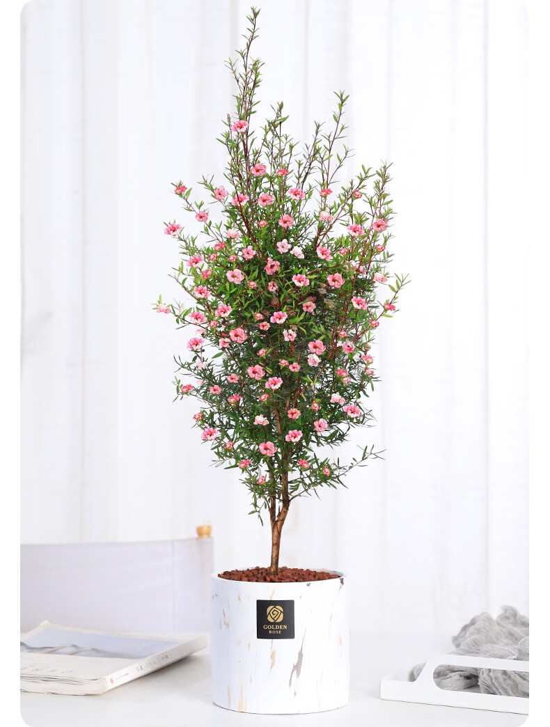 松红梅盆栽带花四季开花植物室内外阳台绿植花卉喜光