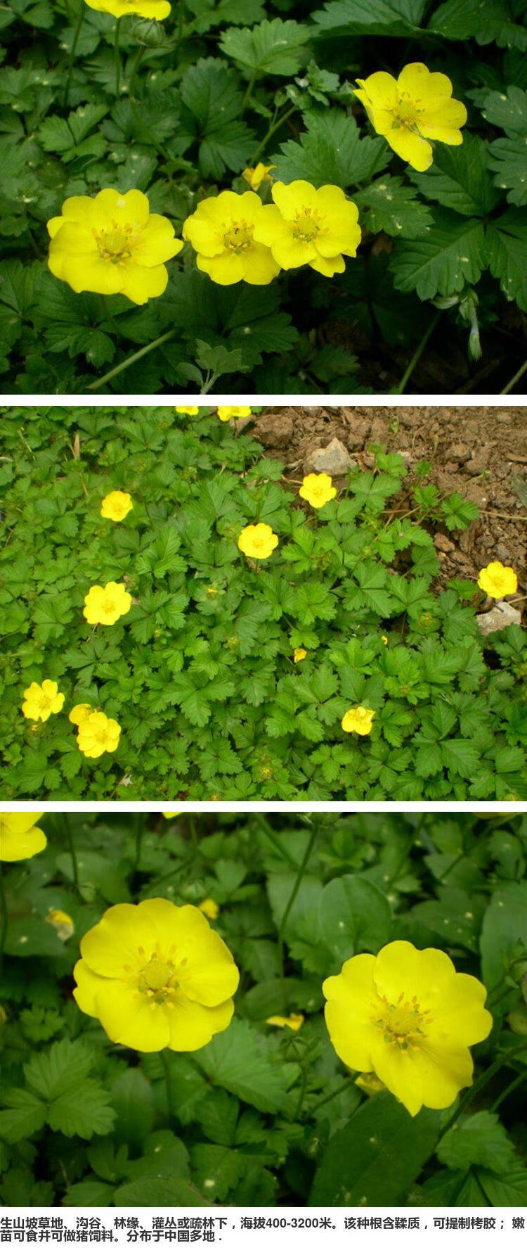 委陵菜种子一斤【图片 价格 品牌 报价】-京东