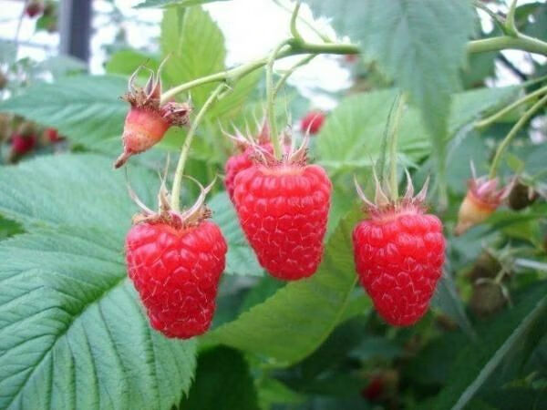 顺丰新鲜红树莓孕妇水果刺泡儿覆盆子树莓顺丰全国发货 2盒50-56颗