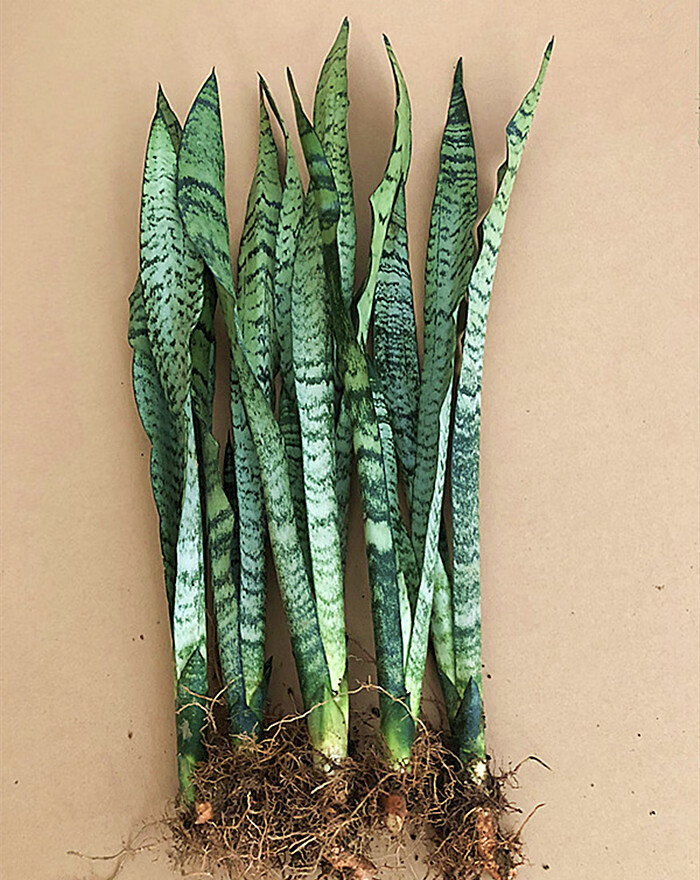 澜墨银脉绿色稀有虎皮兰盆栽花卉室内庭院多肉植物虎尾兰 3棵40厘米高