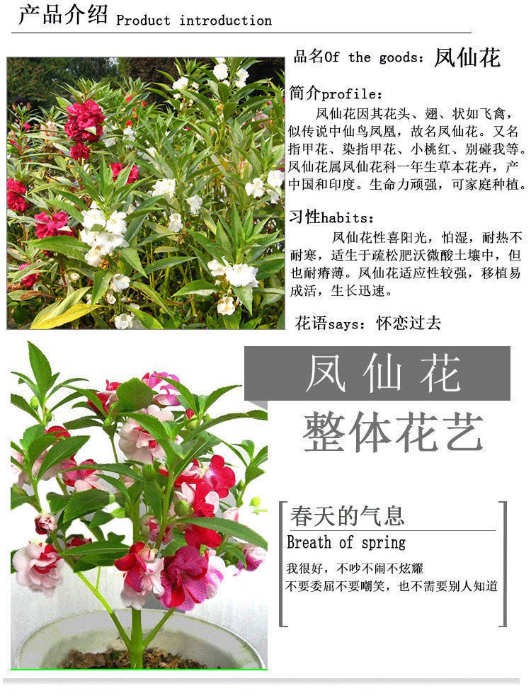 重瓣凤仙花种子 指甲花凤仙茶花四季播易活庭院阳台盆栽花卉种子 重瓣