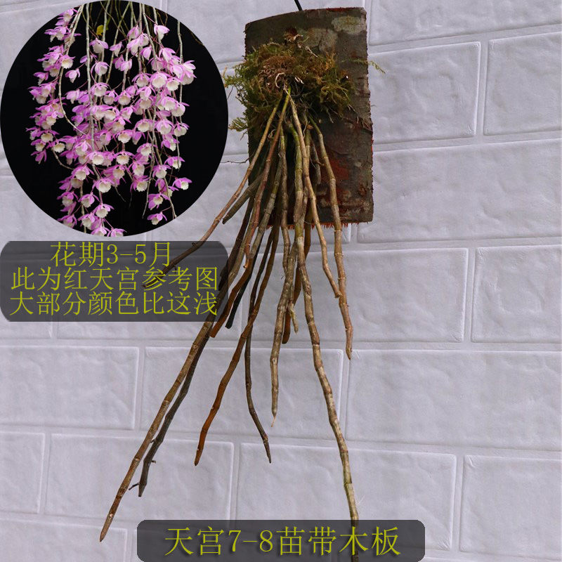 天宫石斛又名兜唇石斛粉色花易养附生兰洋兰花卉绿植盆栽盆景一斤颜色