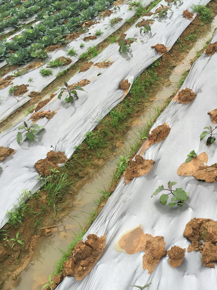 农用银黑双色地膜反光保湿降温除虫除草盖草果树果园蔬菜大棚专用 20