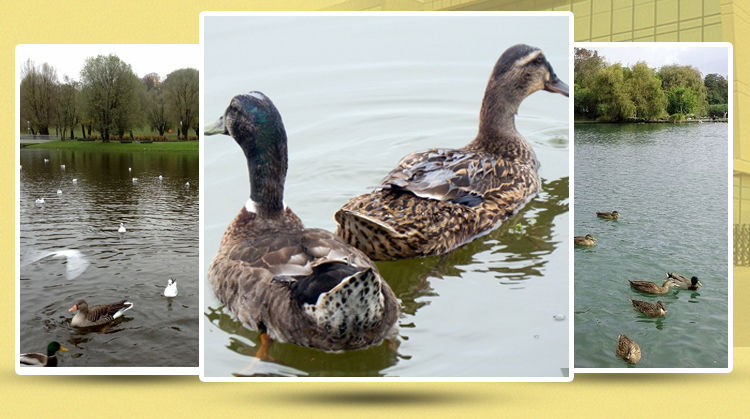 松花蛋溏心实心农家散养自制土鸭皮蛋 罗莫利得 中大蛋60-70克6枚装