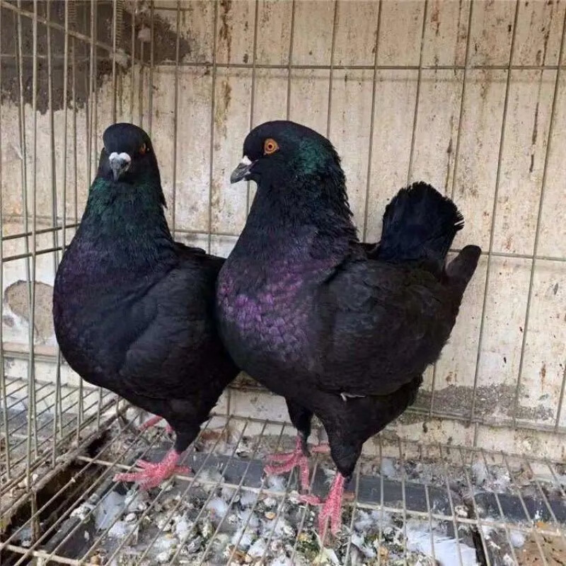 大元宝鸽子种蛋正宗孵化的公斤鸽受精蛋一对圆环摩登观赏鸽随机元宝鸽