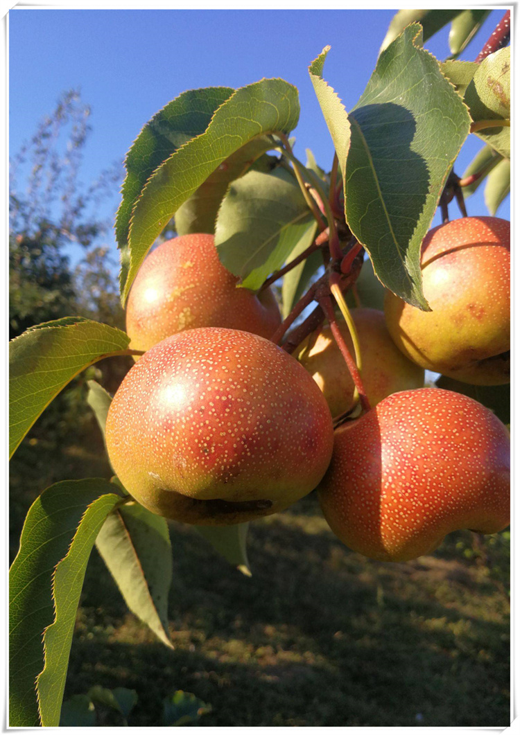 媚调苹果梨 延边东北吉林延吉大脆梨脆甜多汁坏果包赔 小果 10斤【图